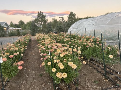 Zinnia Breeding Workshop Monday &amp; Tuesday, July 21 &amp; 22 2025
