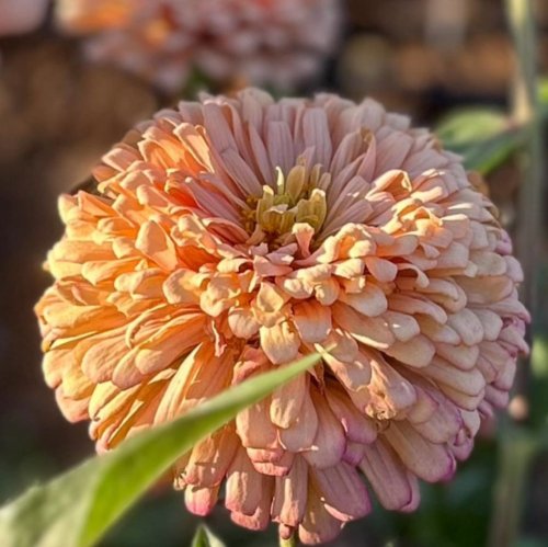 Zinnia Breeding Workshop Monday &amp; Tuesday, July 21 &amp; 22 2025