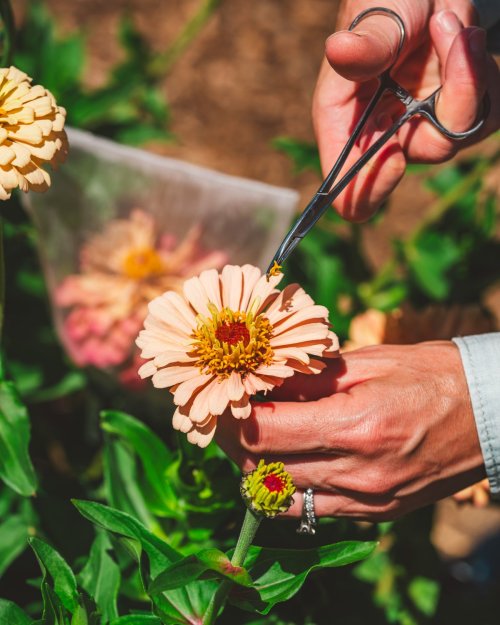 Zinnia Breeding Workshop Monday &amp; Tuesday, July 21 &amp; 22 2025