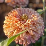 Zinnia Breeding Workshop Monday &amp; Tuesday, July 21 &amp; 22 2025